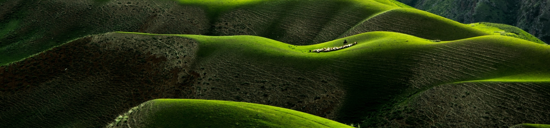 100% Plant vs. Dairy CO2 Footprint Calculator