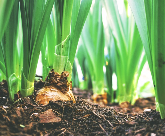 Foto de cebollas en la tierra