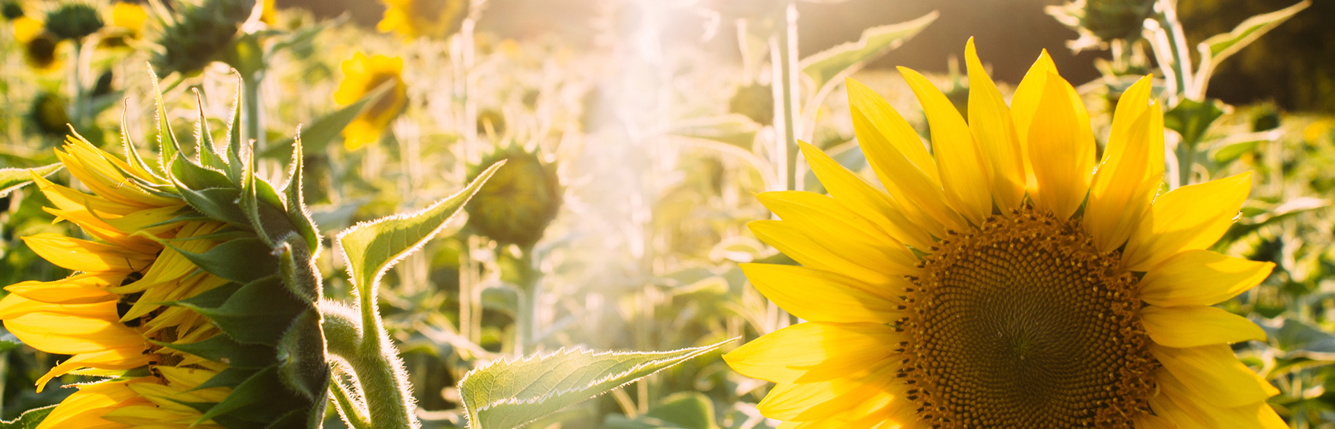 Somos Violife Professional