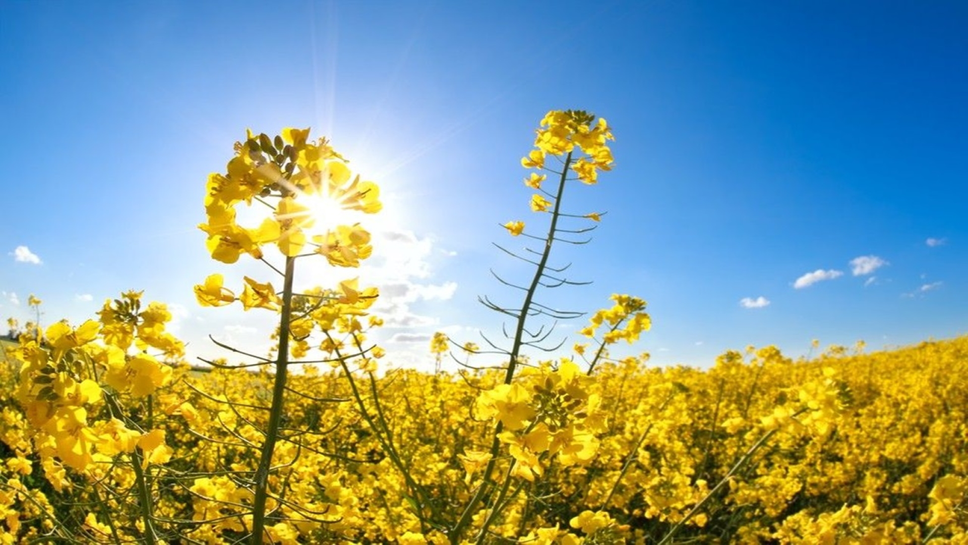 Zonnebloem natuur upfield
